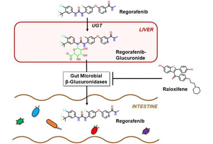 β-glucuronidase 분석 이미지 01
