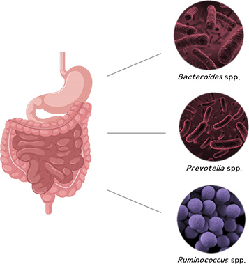 Peer Bork의 마이크로바이옴 타입